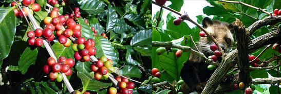 Robusta, Arabica coffee, Robusta coffee, kopi luwak, Bali coffee, Obama, drink coffee, coffee for health, 