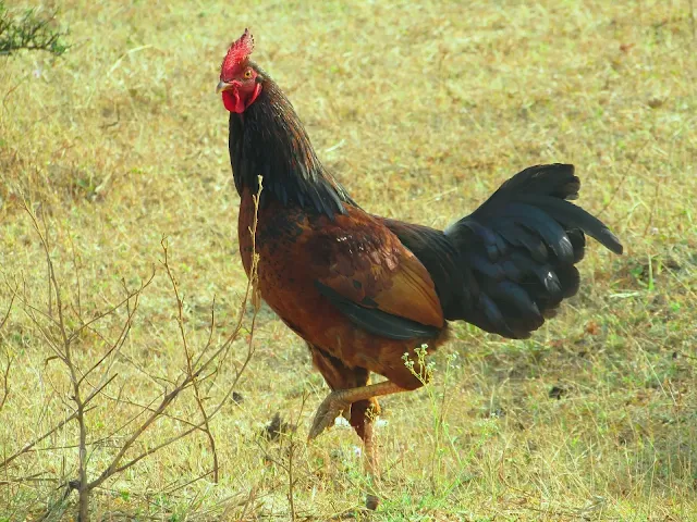 Ayam Bangkok Umur 5 Bulan