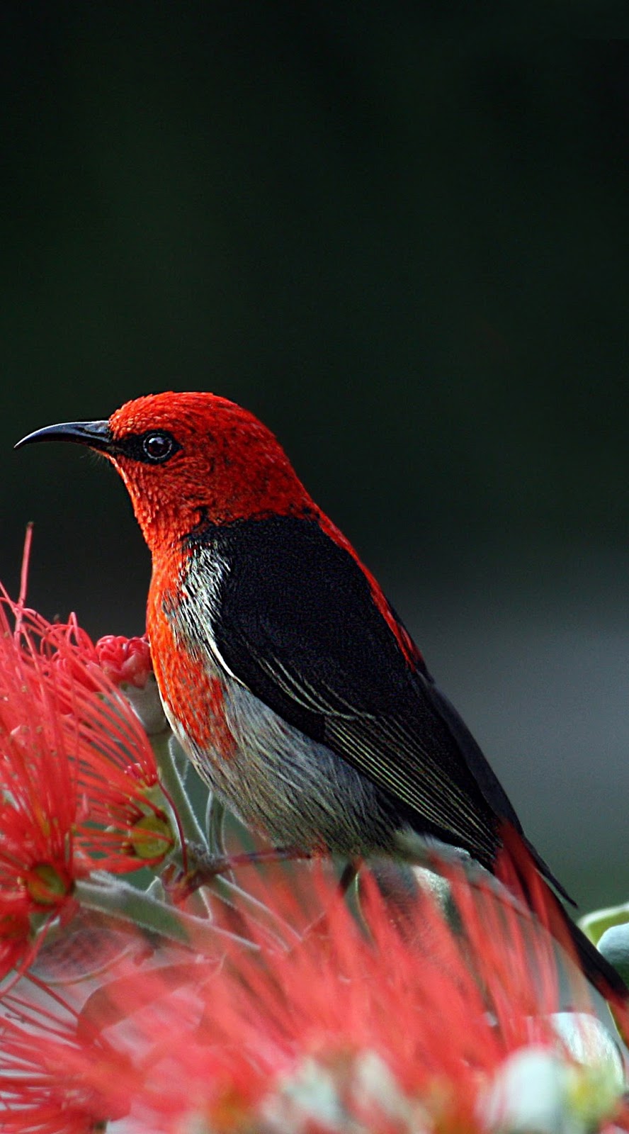 A photo of a red scarlet honeyeater. 