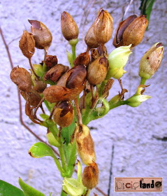 fiore appassito (con semi) Tabacco Riciclando