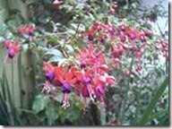clip_image004 clip_image004
