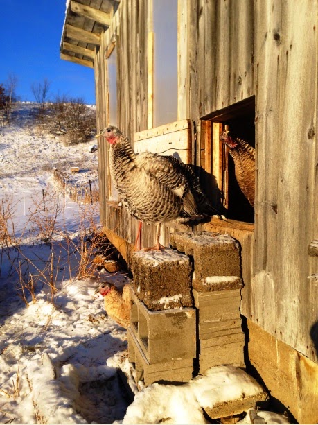 contemplating winter from the pop-hole door