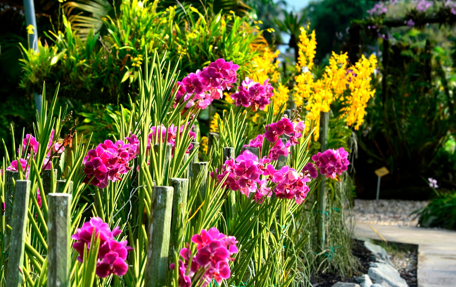 Gaya Terbaru 29 Taman Bunga Orkid 