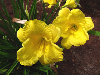 Daylilly 'Stella de Oro'