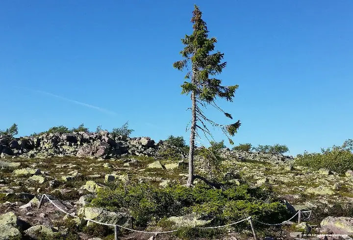 Top 10 Oldest living Trees In The World