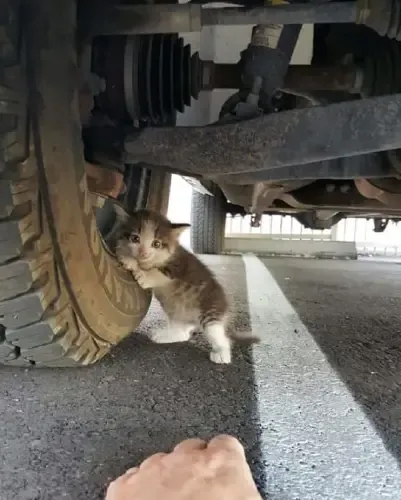 A Man Found A kitten under his truck