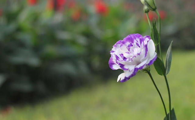 Lisianthus Flowers Pictures