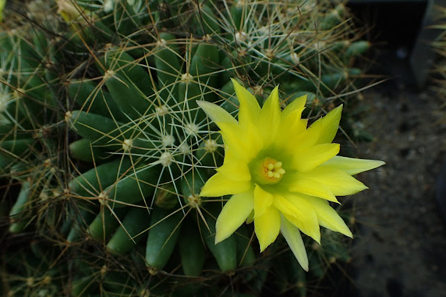 Mammillaria longimamma