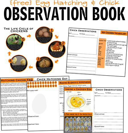 FREE Hatching Baby Chickens - lots of free printable worksheets, chick life cycle, egg hatching vocabulary, observation pages, and more perfect for Preschool, Prek, Kindergarten, first grade, 2nd grade, and 3rd grade kids. This is an awesome science project or science experiment for kids!