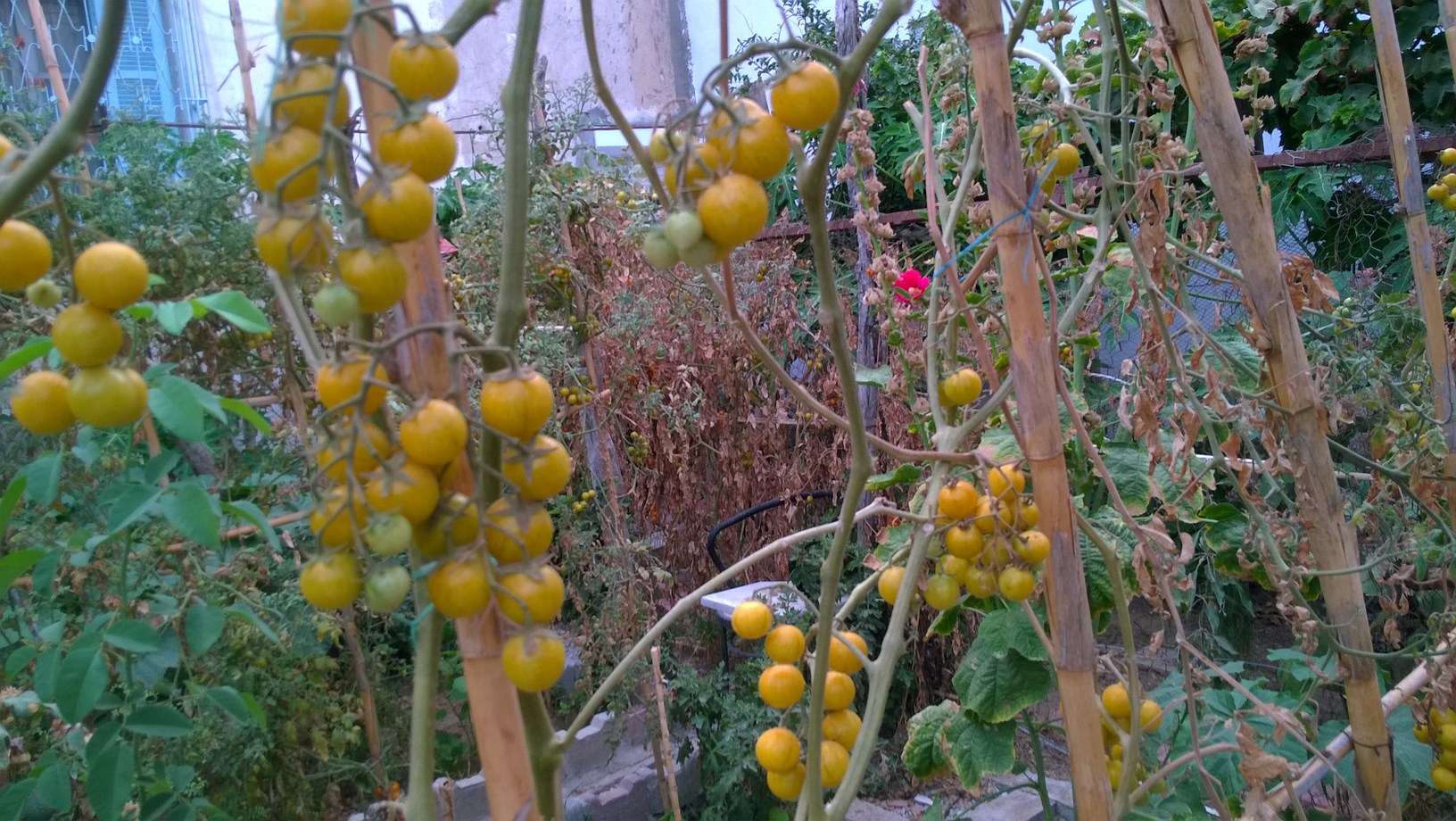 MY ORGANIC TOMATOES