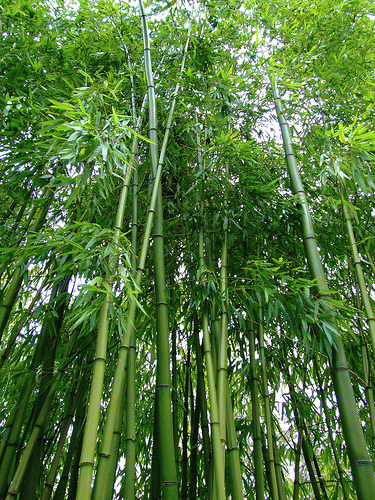 BAMBU nurcahyaku5 BAMBU nurcahyaku5