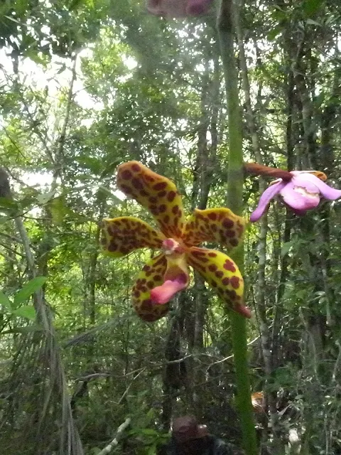 rainforest orchid in Indonesi