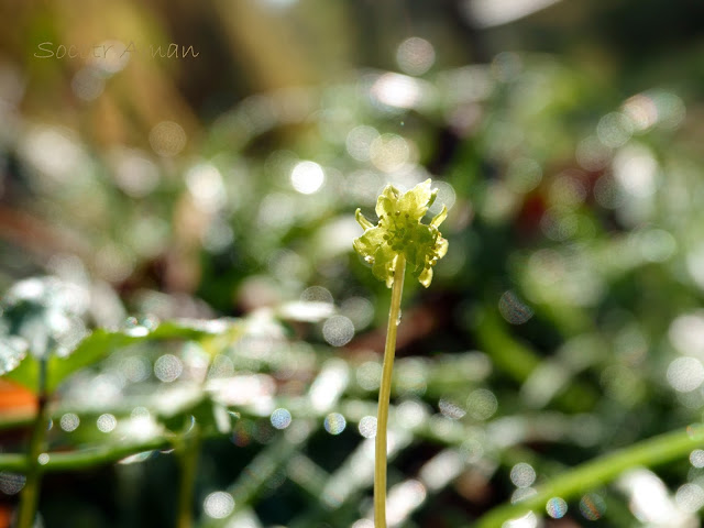 Adoxa moschatellina