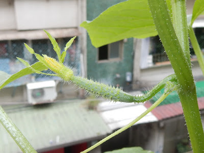 小黃瓜的雌花