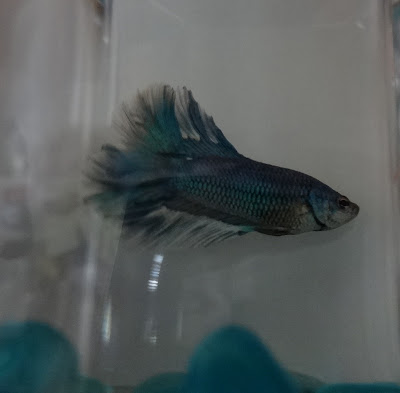 Betta