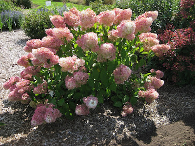 Hydrangea paniculata Little Lamb - Little Lamb Hydrangea care