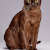 Burmese cat introduction, is among the most beautiful cats in the world