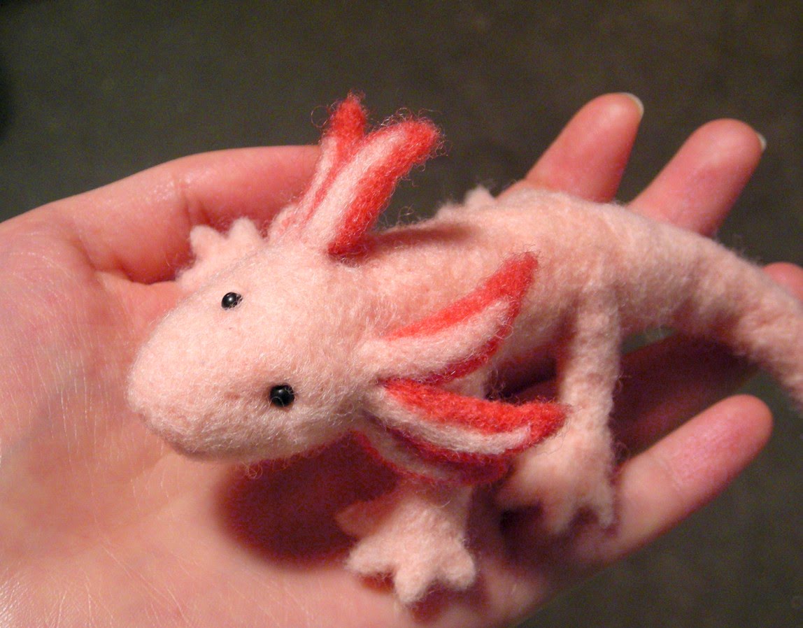 Axolotl ( Ambystoma mexicanum)