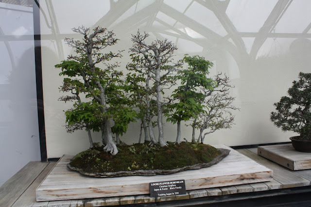 Bonsai creations at Longwood Gardens