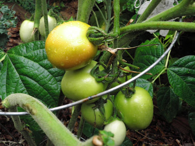 A Rio Grande tomato turning green to red