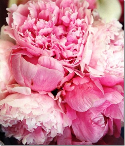 peonies via pinterest 1