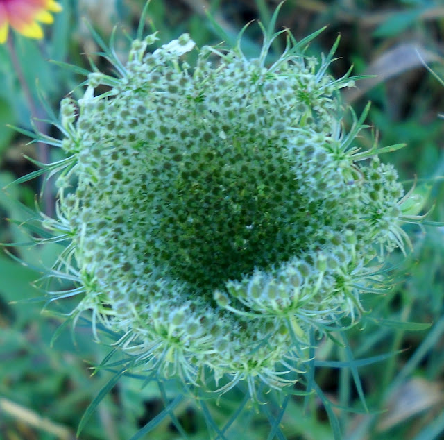 Bird's Nest (daucus carota), White Rock Lake, Dallas, TX