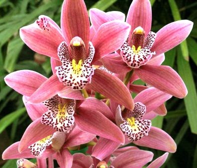  Bunga  Anggrek  Cymbidium