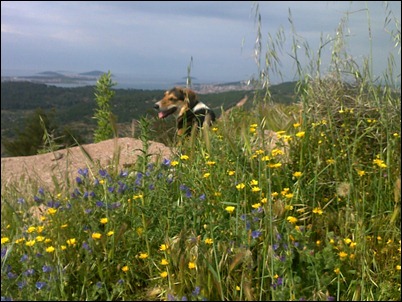 Freddie in the flowers