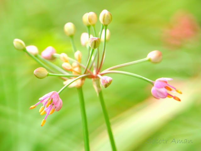 Allium thunbergii