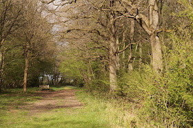 wildflowers in the woods in spring Norfolk