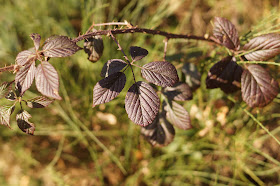 January sights in the Norfolk countryside