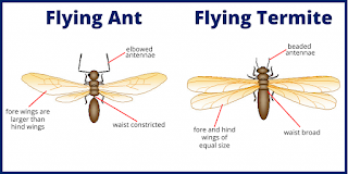 FLYING ANTS FLYING TERMITE