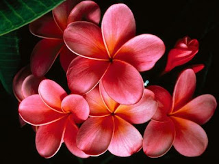 Plumeria