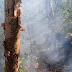 Director de Medio Ambiente en Barahona dice en quema de bosques actúan manos criminales.
