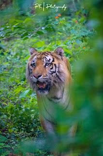 Tyavarekoppa Lion and Tiger Reserve in Shimoga in Karnataka is popular for its jeep safaris. ... The wildlife safari was started in the year 1998.