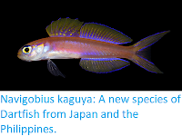 https://sciencythoughts.blogspot.com/2017/11/navigobius-kaguya-new-species-of.html