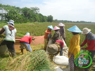 FOTO 4: Perontokan dan Pengemasan Padi Trisakti 