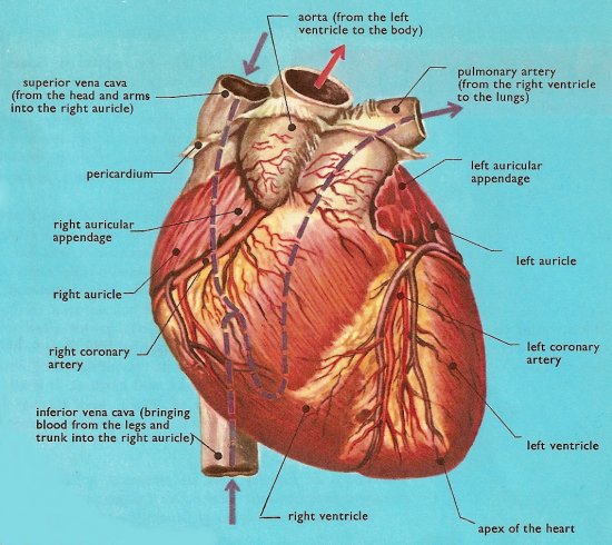 human heart diagram. human heart diagram with