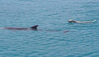 Salty Dog swimming with his Dophin friend - Book Aloha Malolo with ParadiseConnections.com