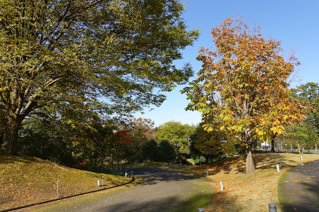 鳥取県西伯郡南部町鶴田　とっとり花回廊　木々の紅葉