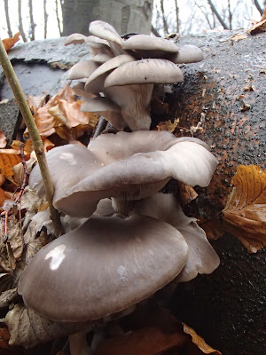 Boczniak ostrygowaty, Pleurotus ostreatus