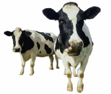 La alimentación de las vacas determina el tipo de grasas de los 