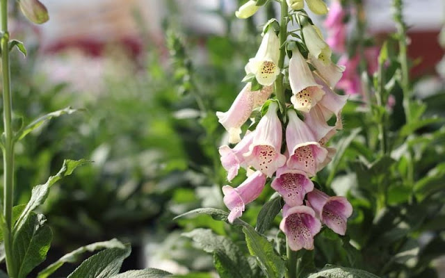 Foxglove Flowers Pictures