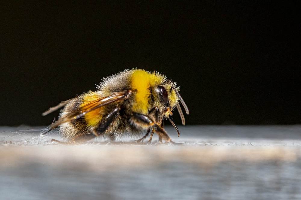 Las abejas sufren un daño cerebral por el uso de pesticidas