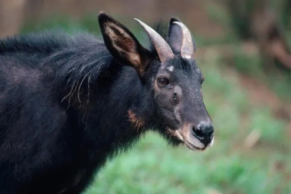 मिजोरम का राज्य पशु "हिमालयन सीरो" || State Animal of Mizoram "Himalayan Serow"