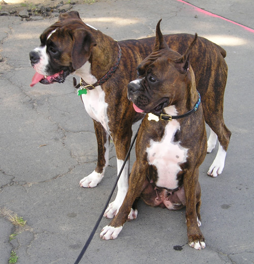 boxer dog