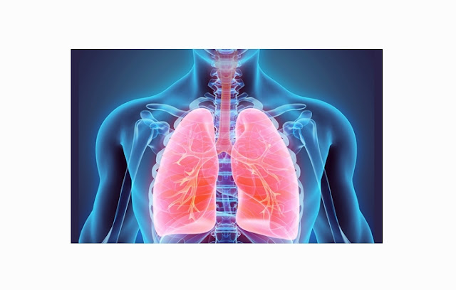 Definition, Structure and Function of Lungs (Pulmo)