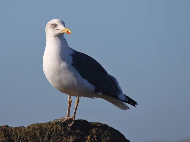 Lesser Black-backed Gull. Coronado, California.