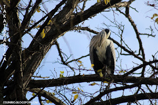 Garza real Rio Manzanares