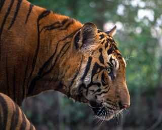 معلومات عن النمور | أكبر قطة حية|النمر|barrywar